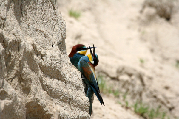 Couple de guêpier