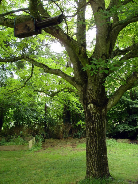 Nichoir pour Chevêche d'Athéna, dans un arbre