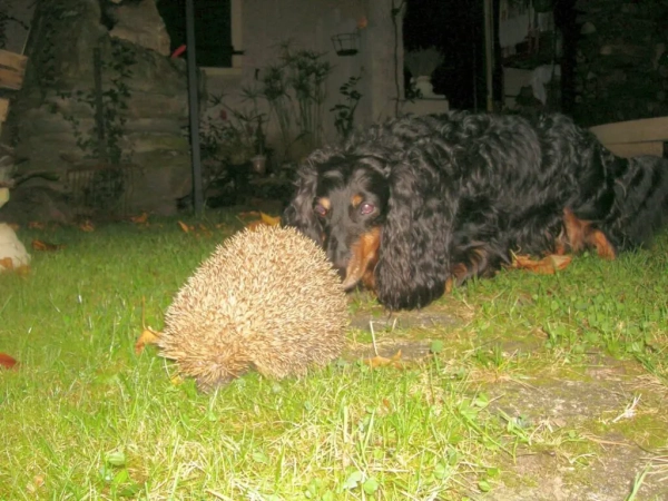 Hérisson et chien