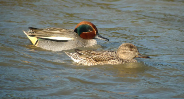 Sarcelle d'hiver couple