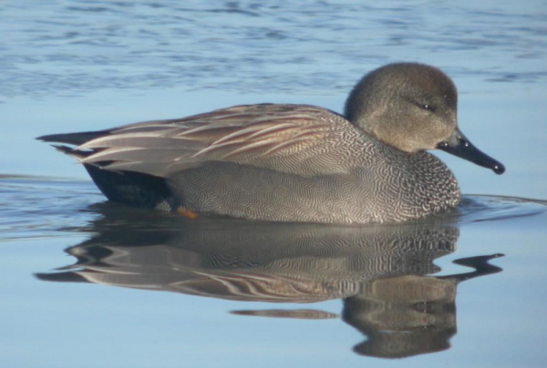 Canard chipeau mâle