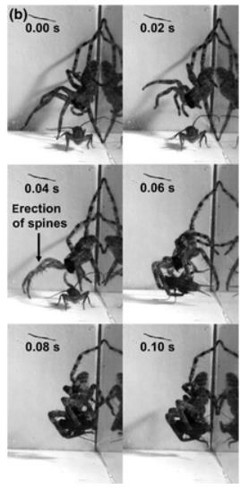 Technique de chasse de Zoropsis spinimana, d'après Eggs