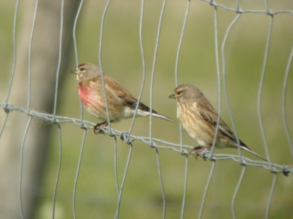 Couple de Linotte mélodieuse