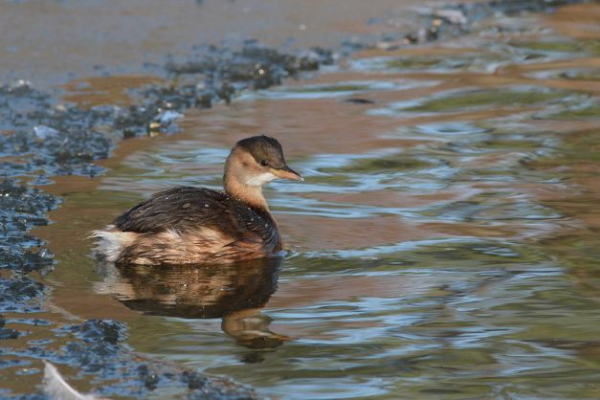 Un adulte en plumage hivernal