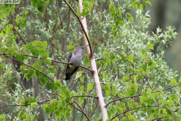 Coucou gris © A. Peresse / LPO-IDF