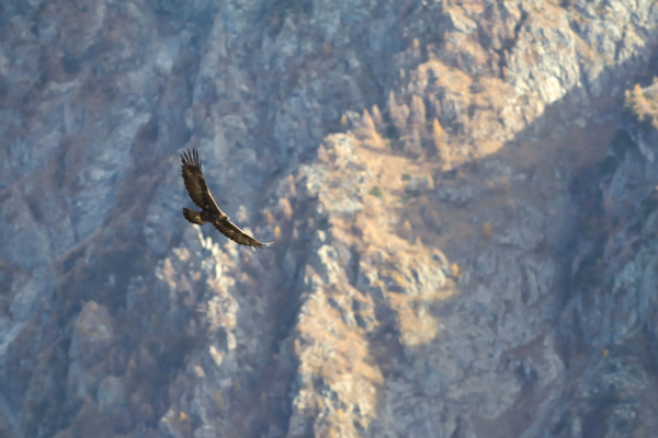 Aigle royal en vol, dans le Vercors