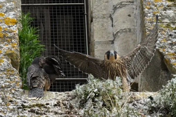 Faucons pèlerins au nid sur la cathédrale de Bayeux