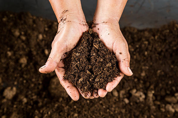 Terreau sans tourbe / istockphoto