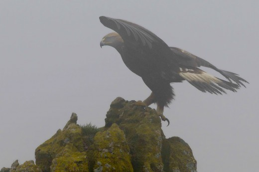 Aigle royal posé sur un rocher, les ailes deployées