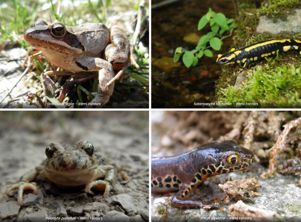 Grenouille agile, Salamandre tachetée, Pélodyte ponctué, Tron alpestre