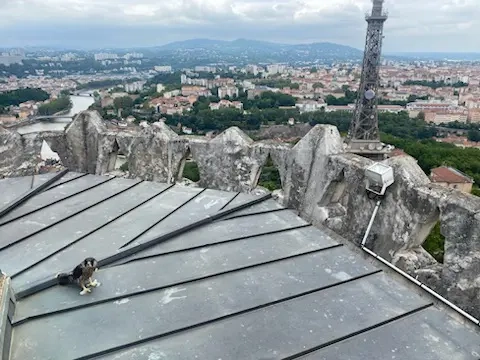 Toit de la basilique de Fourvière