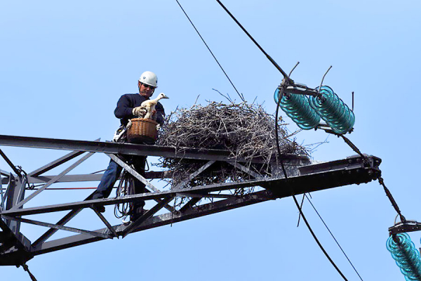 Un nid de cigognes est réinstallé après sécurisation