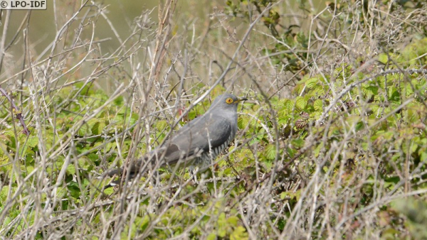 Coucou gris © L. Lannou / LPO-IDF