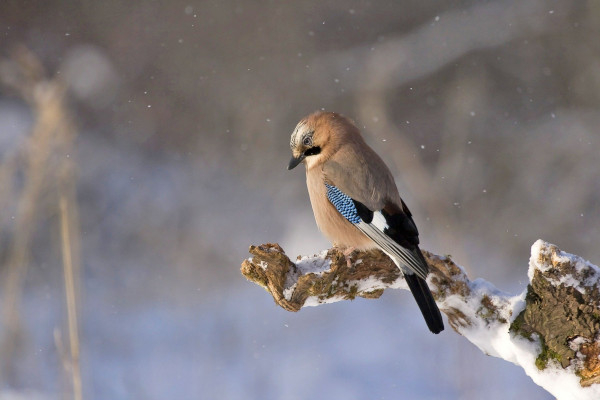 Geai des chênes (Garrulus glandarius)