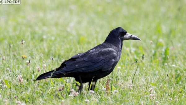 Corbeau freux dans l'herbe