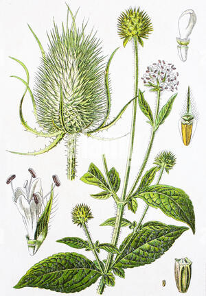 Card&egrave;re velue (Dipsacus pilosus) planche / Alamy