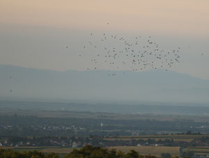 Vol de pigeons ramiers