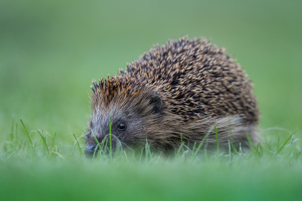 Nature au jardin : le mieux à faire, c'est de ne rien faire ! - LPO ...