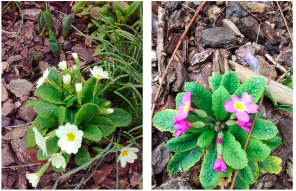 Variétés colorées de primevère