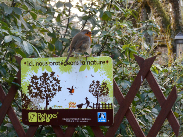 Rougegorge familier (Erithacus rubecula) sur le panneau Refuge LPO © Javelaud