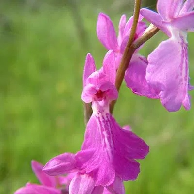 Orchidée des marais (Anacamptis palustris)