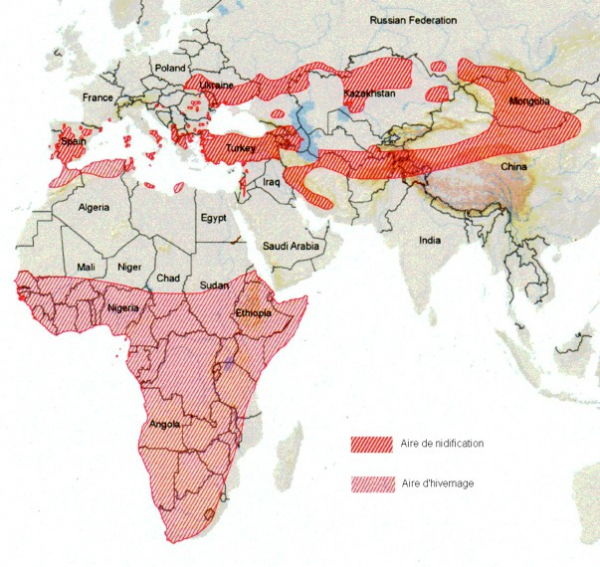 Répartition du Faucon crécerellette dans le monde