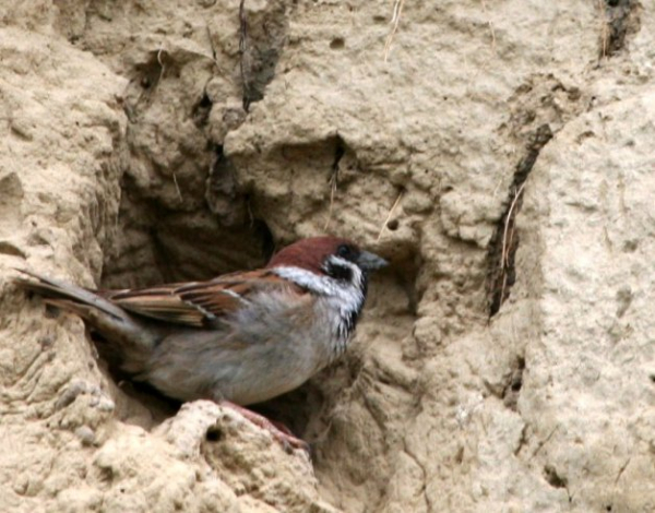 Moineau friquet