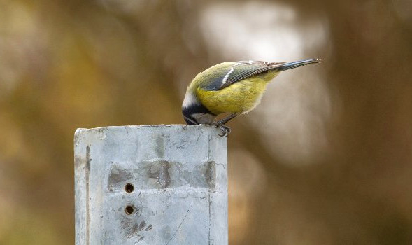 Mésange poteau