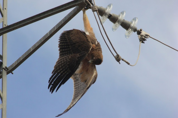 Aigle de Bonelli électrocuté