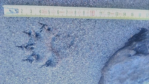 Empreinte de Loutre mesurée