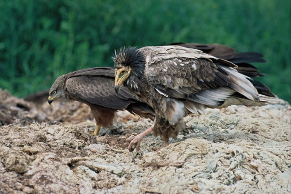 Vautour percnoptère dans une curée