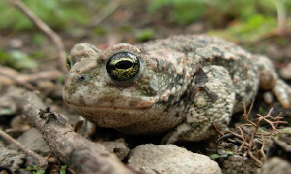 Crapaud calamite