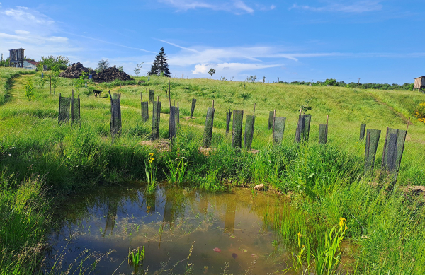 au premier plan une mare, bordée d'une plantation de jeunes arbres et derrière une prairie