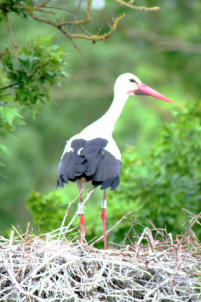 Cigogne blanche