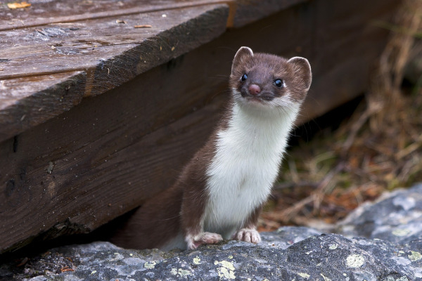 Belette d'Europe (Mustela nivalis) / Pixabay