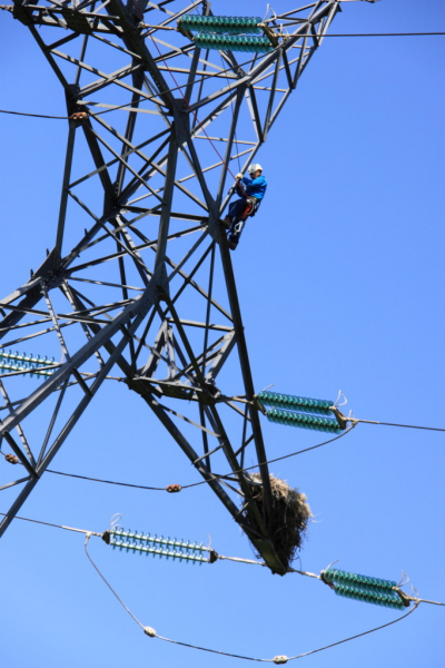 Ascension sur un pylône électrique à très haute tension jusqu'au nids de cigognes par Jean-Claude Bonneau, lignard © RTE.