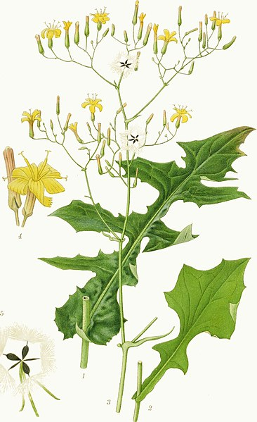 Laitue des murailles (Lactuca muralis) / Billeder Af Nordens Flora