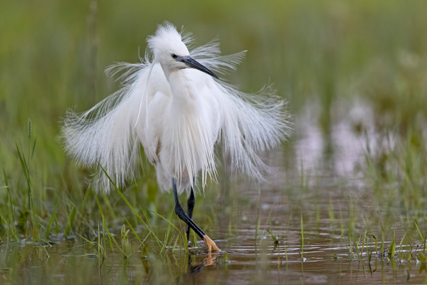 Aigrette garzette Benoit Henrion Hérault, mai 2024