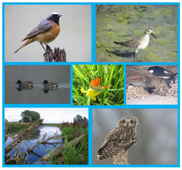 Martre des pins - LPO (Ligue pour la Protection des Oiseaux) - Agir pour la  biodiversité