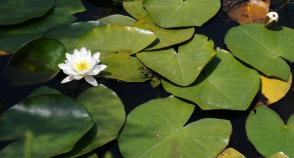 Nénuphar blanc