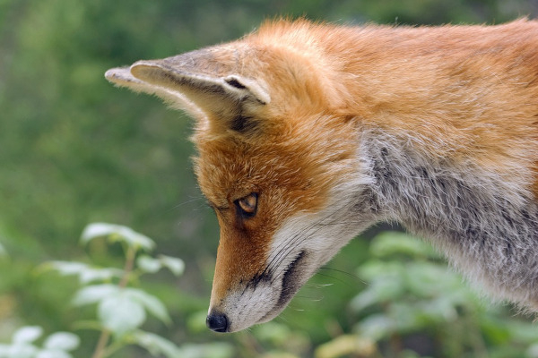 Renard roux (Vulpes vulpes) / Pixabay