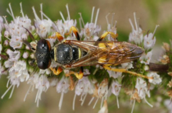 Philanthe butinant sur la menthe