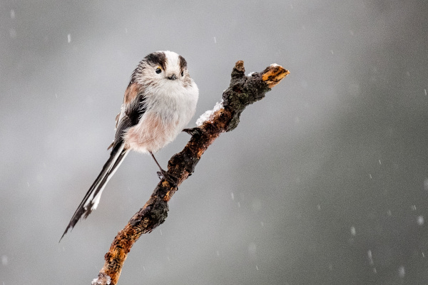 Orite &agrave; longue queue (Aegithalos caudatus) &copy; Scabrn