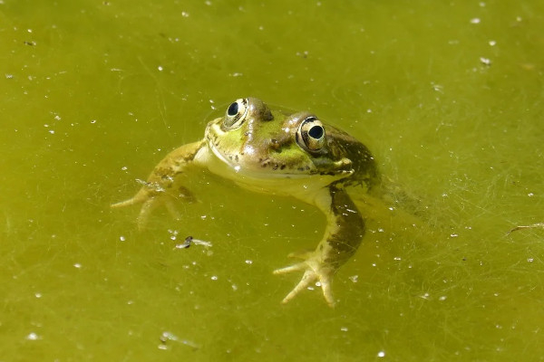 Grenouille verte