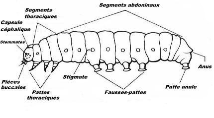 Morphologie g&eacute;n&eacute;rale d'une chenille / bio-enligne.com