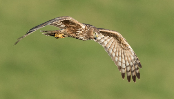 Papangue ou Busard de Maillard