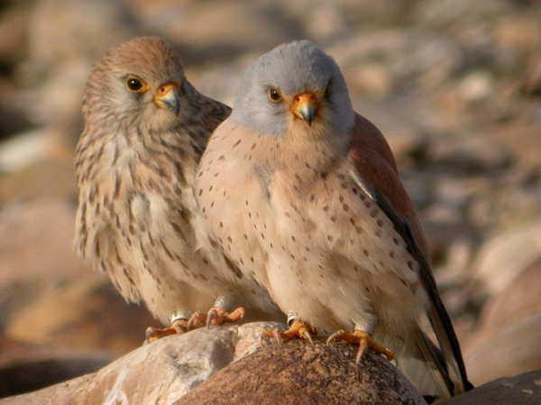 Couple de Faucons crécerellettes