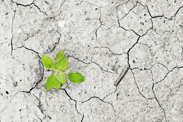 Plante sur un sol craquelé en raison de la sécheresse