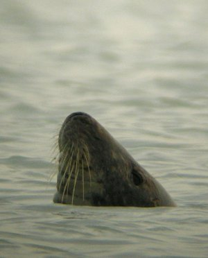 Phoque gris dans l'eau