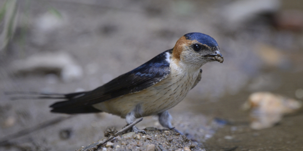 Hirondelle rousseline au sol